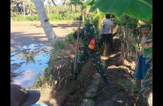 Babinsa Koramil Pesanggaran Kerja Bakti Parit Sawah