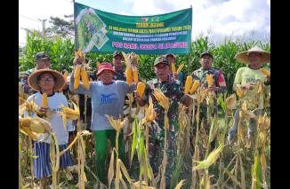 Babinsa Desa Barurejo Bantu Petani Panen Jagung