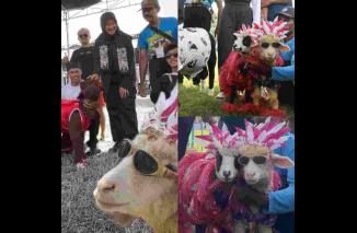 Ratusan Domba dan Kambing Peternak Jatim Ikut Kontes Perebutkan Piala Bupati Banyuwangi