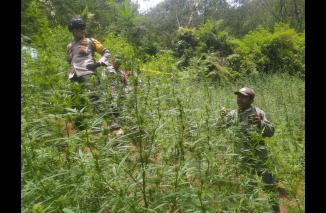Drone Dilarang Setelah Temuan Ladang Ganja di TNBTS