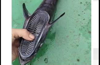Nelayan Tangkap Ikan Unik Berkepala Seperti Telapak Sandal: Bolehkah Dimakan?