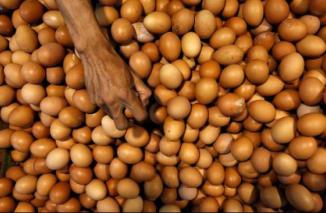 7 Superfood yang Membuat Hidup Sehat Lebih Mudah: Dari Telur hinggan Alpukat