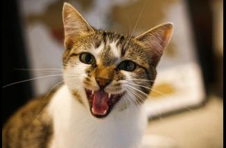 Inilah 7 Hal yang Ditakuti Kucing, Bisa Menyebabkan Stres