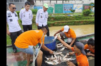 Dukung Ketahanan Pangan Nasional, Rutan Rengat Bersama CV Rosadia Petaho Panen Kangkung dan Ikan Air Tawar