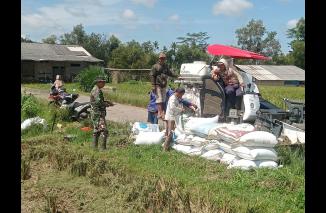 Progres Serapan Gabah Wilayah Koramil 429-06/Purbolinggo