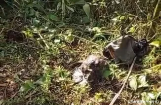 Tragedi di TNBBS, Penggarap Kopi Tewas, Masyarakat Desak Gubernur Tepati Janji