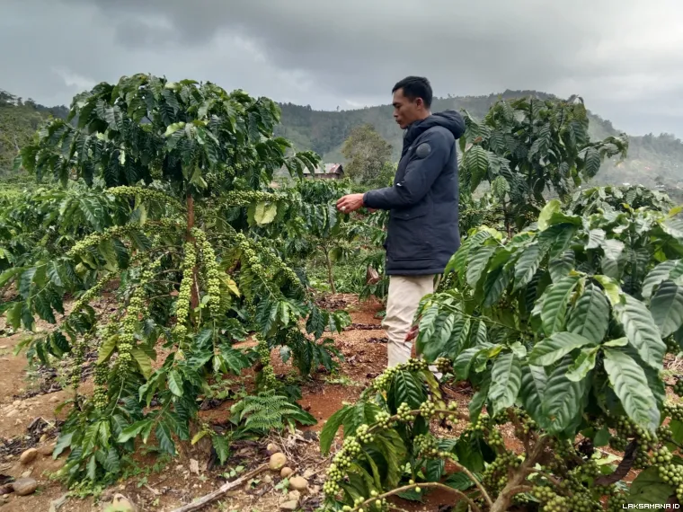 Bambang Ir :petani kopi Muda Lampung barat