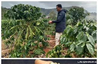 Harga Kopi Kian Merosot Tajam Petani Mulai Cemas