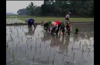Foto Guna Membantu Petani, Babinsa Kodim 0421/Ls Turun Kesawah