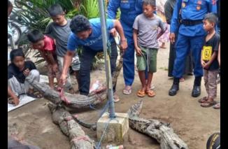 Polsek Tanjung Mutiara Bersama Personil Satpolair Polres Agam, Amankan 6 Ekor Buaya Muara