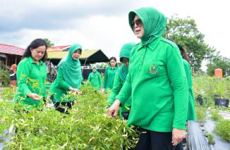 Dukung Ketahanan Pangan dan Potensi Agrowisata, Persit KCK PD XVI/Pattimura Kunjungi Kebun Muttiara Pattimura 