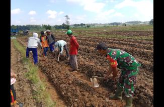 Foto Wujudkan Masyarakat Produktif Babinsa Kodim 0421/Ls Bantu Petani Budidaya Tanaman Cabe