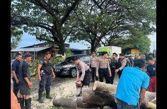 Foto Gearak Cepat Petugas Gabungan Evakuasi Pohon Tumbang Di Kalappo