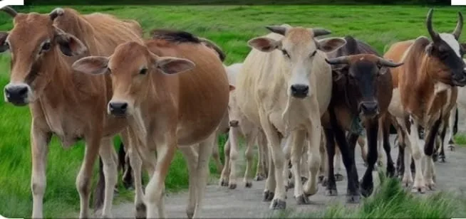 Lembu Aset BUMDes Sayur Maincat  Raib, Sekdes,BPD dan Kades di Duga Terlibat