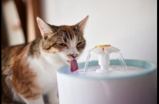 Foto Pelajari Jumlah Air yang Dibutuhkan Kucing Anda untuk Menjaga Kesehatan Mereka Setiap Hari