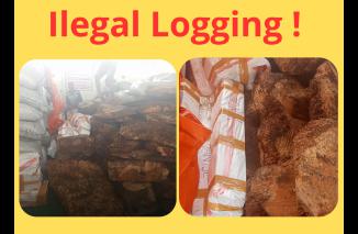 Diduga Tak Becus, Gakum KLH Wilayah Timur Indonesia Diminta Tertibkan KPH Tanimbar