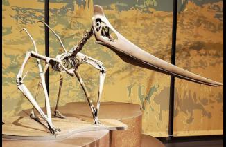 Foto 5 Kejutan Menarik tentang Pteranodon, Raja Reptil Terbang Legendaris