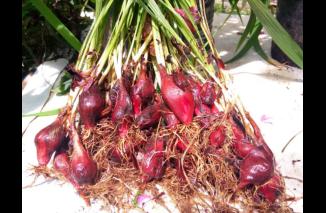 Belanja Bibit Bawang Dayak dan Pisang Senilai Milyaran, Tugas KPHP Urus Hutan atau Urus Ketahanan Pangan?