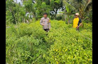 Foto Bhabinkamtibmas Polresta Banyuwangi Dukung Ketahanan Pangan dalam Program Pemanfaatan Lahan Pekarangan Dengan Tanaman Cabai