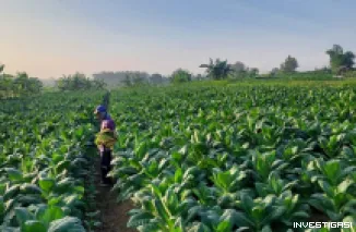 Foto Musim Kemarau Basah Hambat Pertumbuhan Tembakau, Petani Diminta Waspada Genangan Air