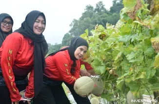 Panen Melon, Sukacita di "Marines 7 Ranch" Yonif 7 Marinir