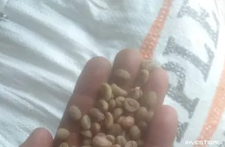 Petani Kopi Lampung Barat Gelisah, Harga Terus Merosot di Tengah Panen Raya