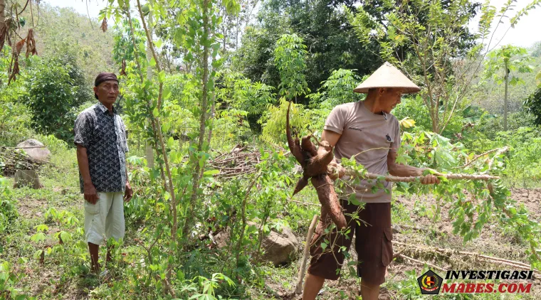 Aipda Januri Manfaatkan Lahan Kosong Jadi Sumber Pangan Melalui Budidaya Singkong