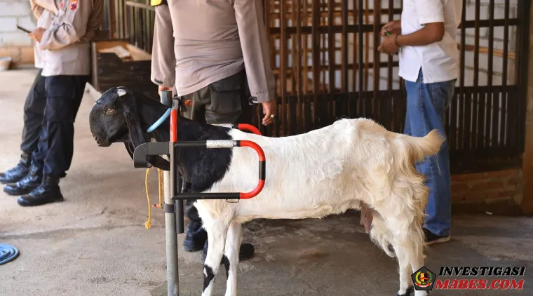 Inspiratif, Kisah Polisi di Jepara Nyambi Budidaya Kambing Etawa