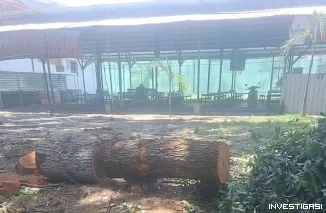 Foto Dugaan penebangan pohon ilegal di lahan sengketa PKBR banyuwangi, aset disebut dalam pengawasan kejaksaan