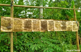 Foto Lalat Serbu Permukiman, Warga Desa Ngetuk Keluhkan Kandang Ayam, Pemdes Dinilai Lamban Bertindak