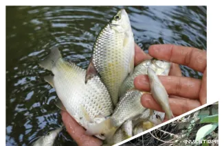 Foto Sungai Tantang Tercemar! Warga Menduga PT. PAJ dan Fortius Biang Kerok, Desak Investigasi Total Tanpa Amnesti