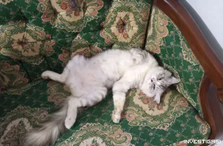 Foto Opini Redaktur: Bangga Menjadi Wartawan, Menjaga Marwah Profesi dan Suara Rakyat