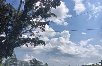 Akses Menuju Pemda Lampung Timur Gelap Gulita, Kabel Listrik Numpang di Pohon; Warga Negara Nabung Desak PLN Bertindak Cepat