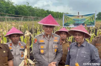 Panen Raya Jagung di Bantan, Wujud Nyata Dukungan Polres Bengkalis terhadap Swasembada Pangan 2026