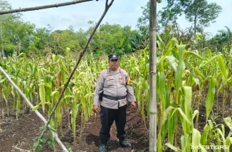 Polsek Bantan Cek Ketahanan Pangan, Jagung Pipil di Desa Sukamaju Siap Panen