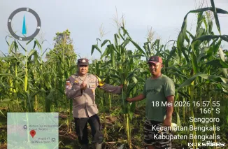 Polsek Bengkalis Intensifkan Pemantauan dan Perawatan Jagung Pipil, Dukung Swasembada Pangan Nasional