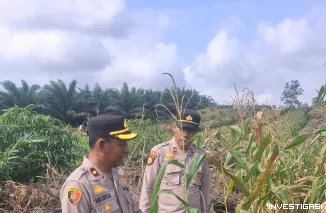 Foto Polsek Kampar Kiri monitor tanaman jagung 1,8 ha di Desa Sungai Geringging