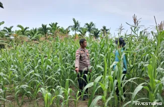 Polsek Rupat Monitoring Perkembangan Jagung Pascapemupukan, Dukung Swasembada Pangan 2026