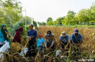 Sinergi Polri dan Petani Berbuah Manis, Jagung Hibrida Panen Melimpah di Batang Duku