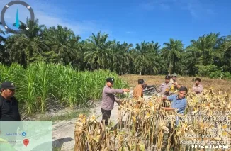 Menuai Hasil, Membangun Negeri: Panen Raya Jagung Polsek Pinggir Dukung Program Asta Cita Presiden