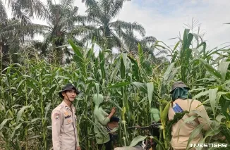 Polres Bengkalis Dorong Swasembada Pangan Melalui Perawatan Jagung Pipil di Mandau