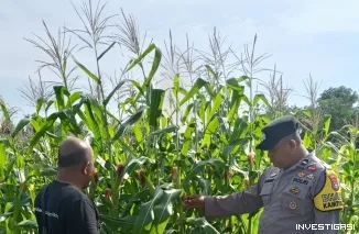 Polres Bengkalis Melalui Polsek Bengkalis Dukung Ketahanan Pangan Lewat Pemantauan Tanaman Jagung Pipil