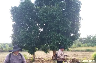 Polsek Siak Kecil Bersama Poktan Siapkan Lahan Jagung