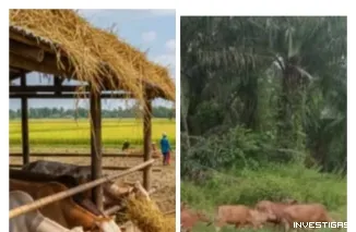 Langkah Nyata BUMDes Taruna Bakti Bangkitkan Ekonomi Lewat Sektor Pertanian dan Peternakan