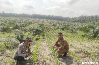 Personel Polsek Mandau Cek Pertumbuhan Jagung, Wujud Komitmen Polres Bengkalis Dukung Ketahanan Pangan