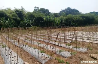 Warga Keluhkan Limbah yang Berasal  Dari Pabrik PT . MPP. Rugikan Petani Gagal Panen
