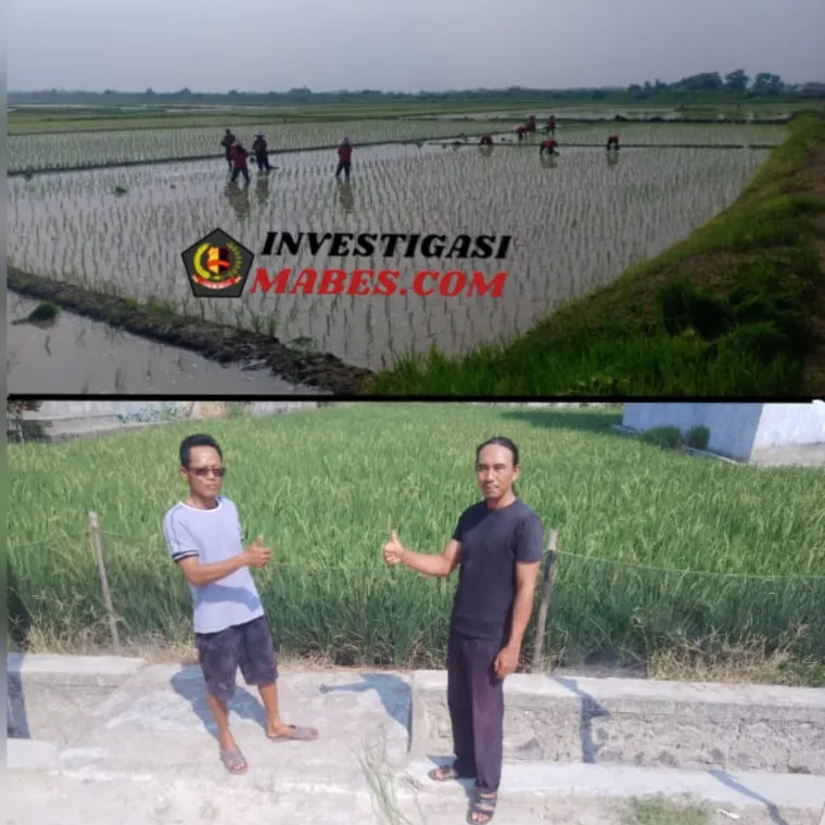 Strategi Dan Kerja Nyata,Gapoktan Karya Makmur Genjot Produksi Demi Swasembada Pangan