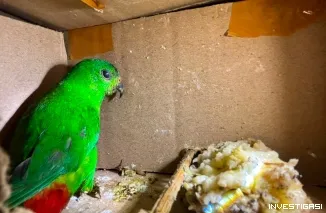 Bus dari Palembang Bawa 991 Burung Liar, Terhenti Saat Diperiksa di Bakauheni