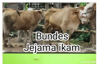 Langkah Nyata BUMDes Jejama ikam Bangkitkan Ekonomi Lewat Sektor Peternakan