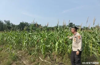Polsek Kampar Kiri Intensif Pantau Lahan Jagung, Dukung Ketahanan Pangan dan Asta Cita Presiden